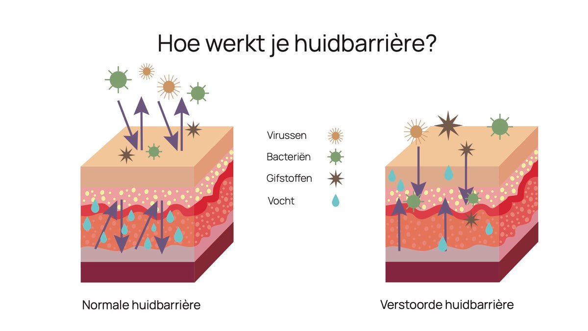 Illustratie: hoe werkt je huidbarrière, gezonde versus verstoorde huid